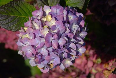 hydrangea redux