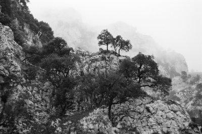 trees in the mist