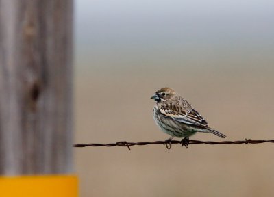 Sparrows