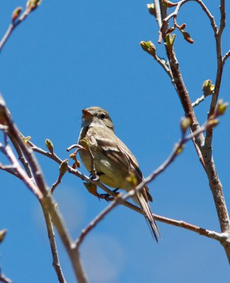 Flycatchers