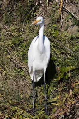 Great Egret (Ardea alba) 1