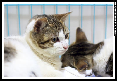 My Cats - Mon Chats, by georgi
