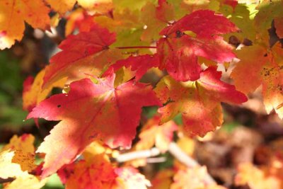 leaves 750.jpg