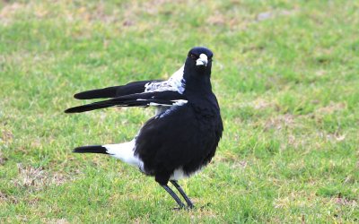 Birds of South Australia