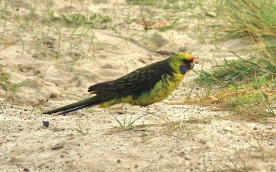Birds of South Australia