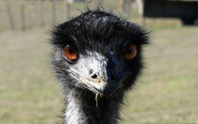 Emu Head.jpg