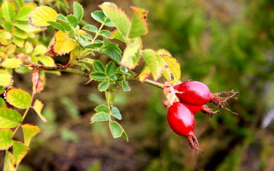 Red Currants.jpg
