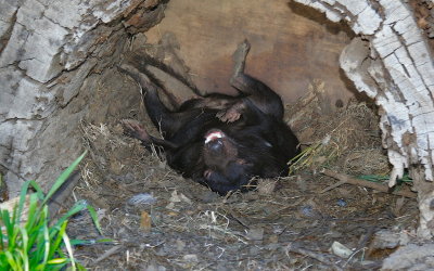 Sleeping Tasmanian Devil.jpg