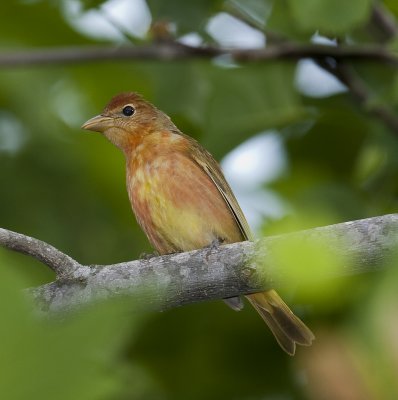 Summer Tanager,