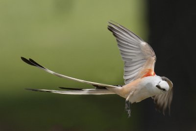 More fun with a Scissor-tailed Flycatcher