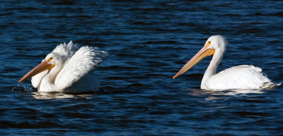 White Pelicans at Lake Dardanelle