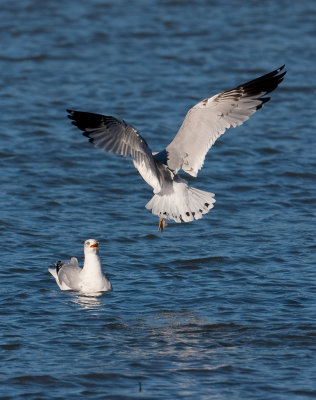 Ring-billed Gulls at Lake Dardanelle