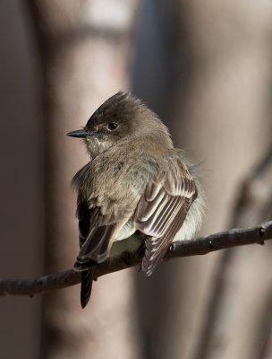 Eastern Phoebe