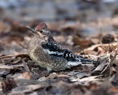 Yellow-bellied Sapsucker