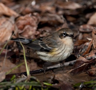 Yellow-rumped Warbler