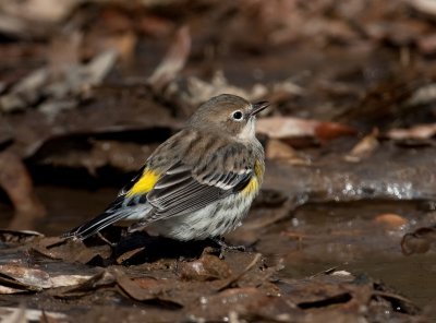 Yellow-rumped Warbler