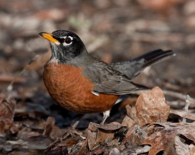 American Robin