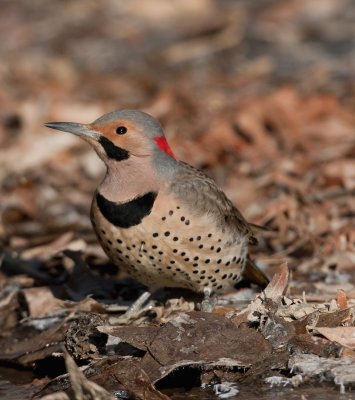 Northern Flicker 
(Yellow-shafted)