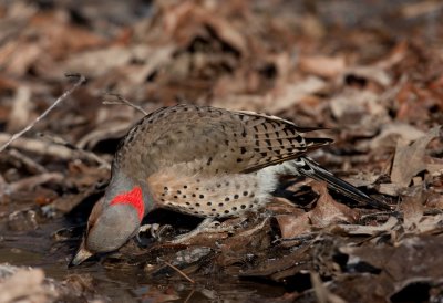 Northern Flicker 
(Yellow-shafted)