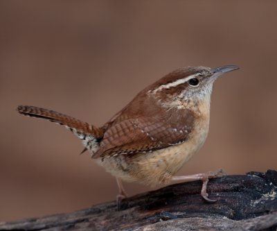 Carolina Wren