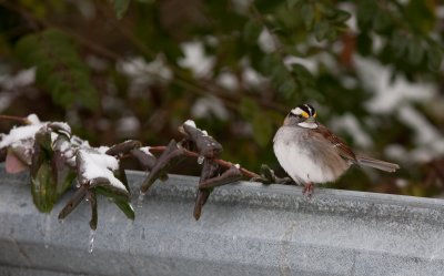 White-throated Sparrow