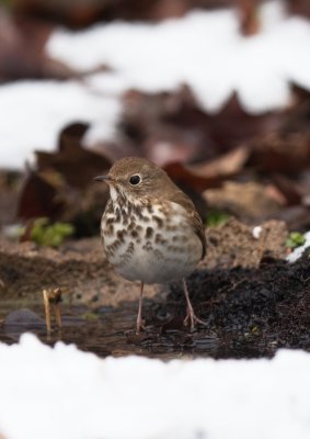 Hermit Thrush