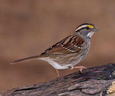 White-throated Sparrow