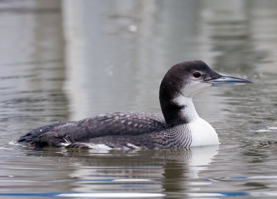Common Loon At Lake Maumelle