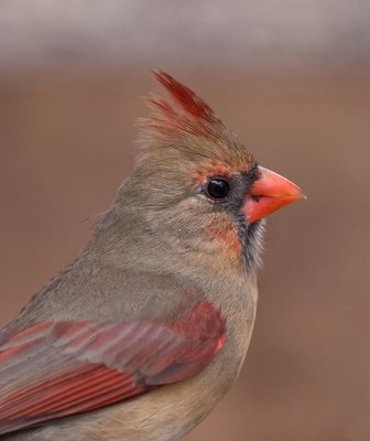 Nothern Cardinal