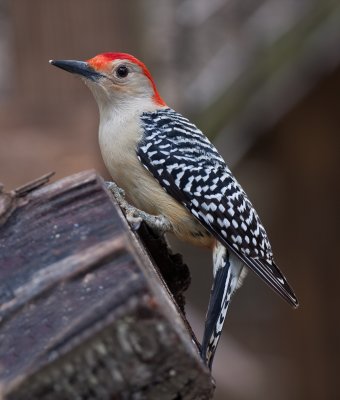 Red-bellied Woodpecker