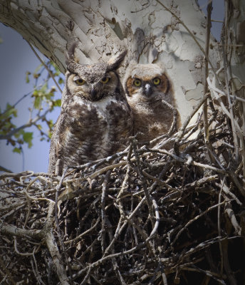 Great Horned Owl Nest - Gentry, AR