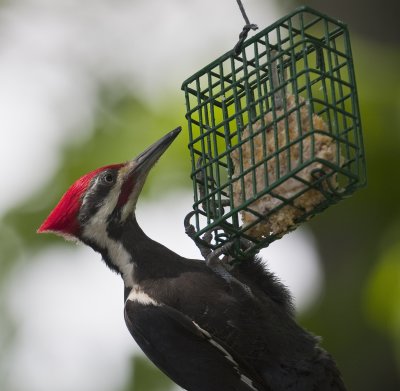 Pileated Woodpecker, Mt. View, AR
