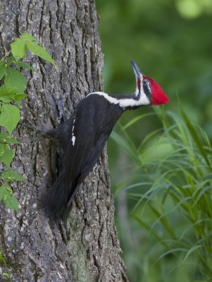 Pileated Woodpecker, Mt. View, AR
