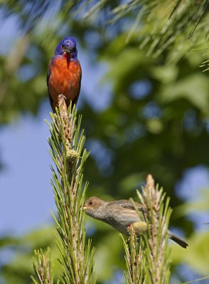 Painted Bunting male, Indigo Bunting female.  Shortly after these photos, the Painted chased the Indigo away! 