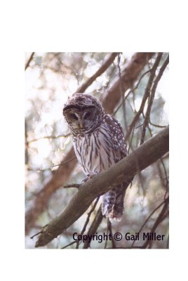 Barred Owl 13.jpg
