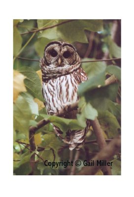 Barred Owl 18.jpg