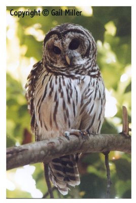Barred Owl 19.jpg