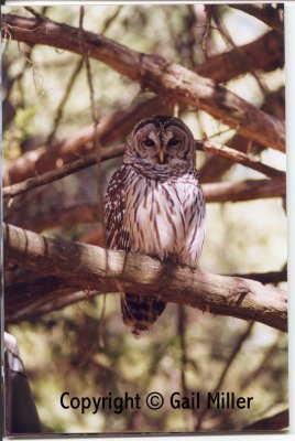 Barred Owl 34.jpg