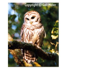 Barred Owl 37.jpg