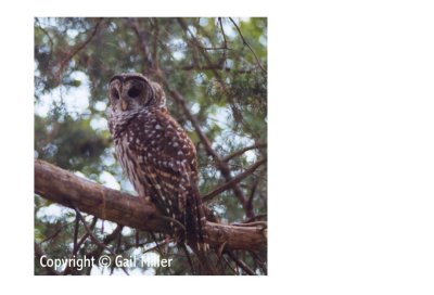 Barred Owl 38.jpg
