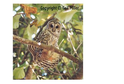 Barred Owl 42.jpg