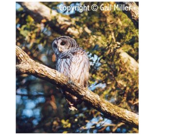 Barred Owl 43.jpg