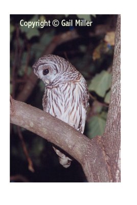 Barred Owl 48.jpg