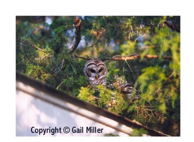 Barred Owl 53.jpg