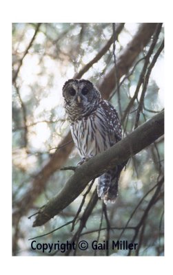 Barred Owl 55.jpg