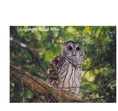 Barred Owl 59.jpg