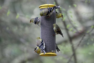 American Goldfinches at my feeder.