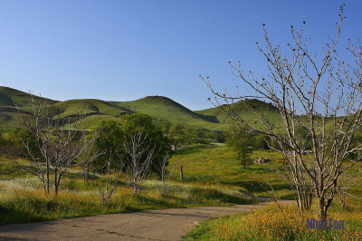Millerton Lake wild flowers