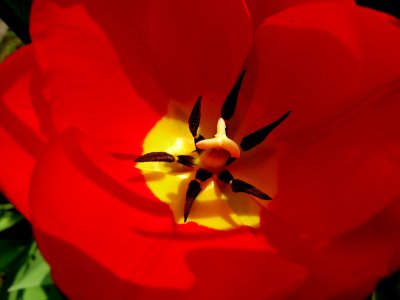 tulip