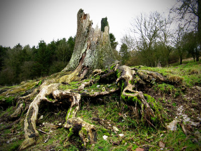 roots